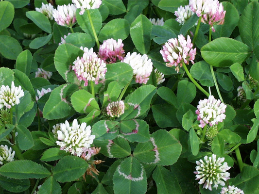 Balansa Clover
