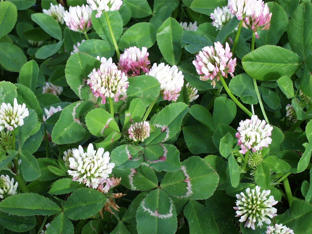 Balansa Clover