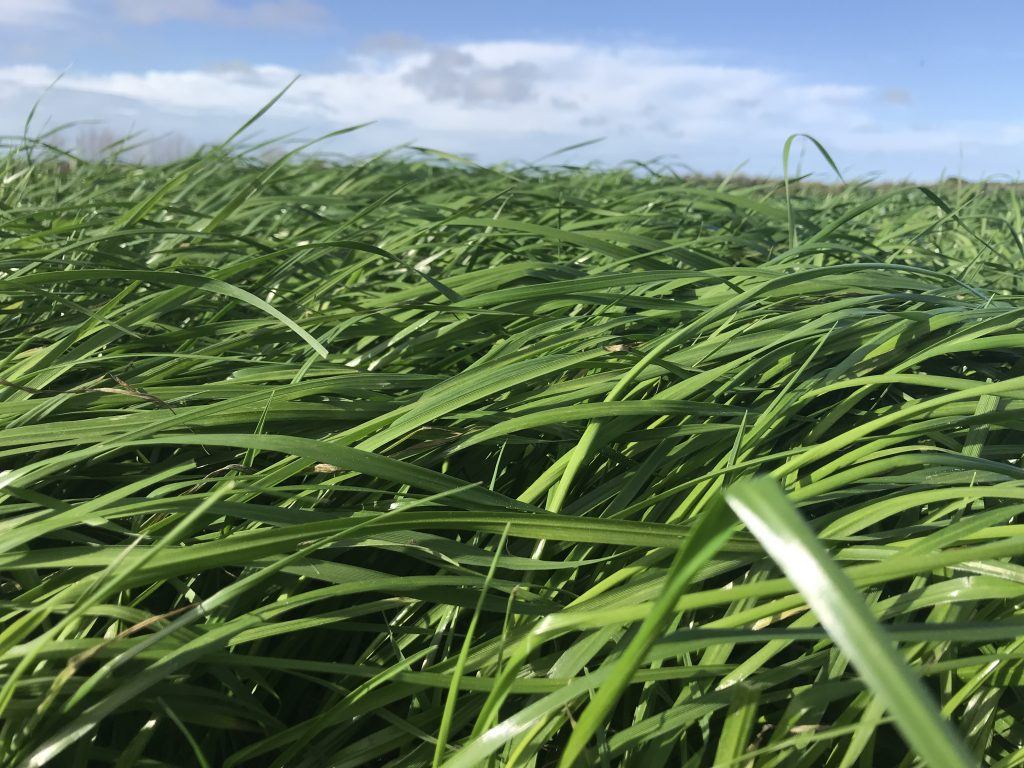 Short term Ryegrass