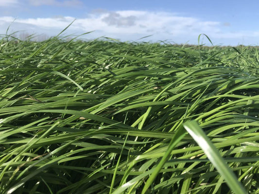 Short term Ryegrass