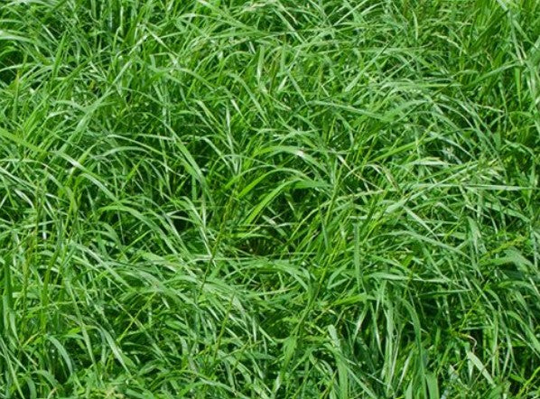 Tetila