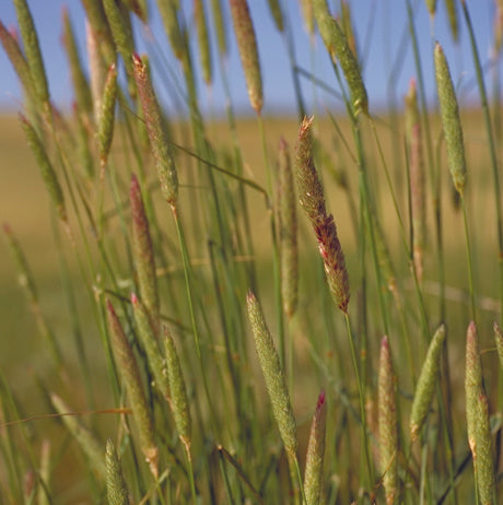Phalaris
