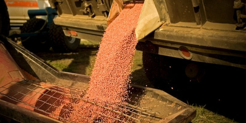 Seed Treatment