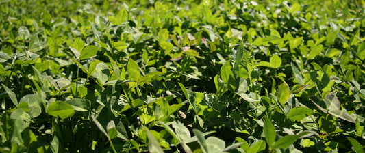 Clover 2