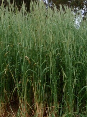 Saia Oats