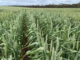 Awnless winter Wheat