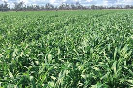 Blackbutt Oats