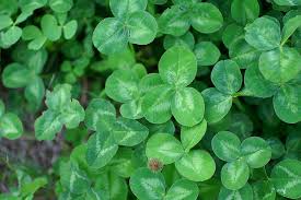 Clover 1