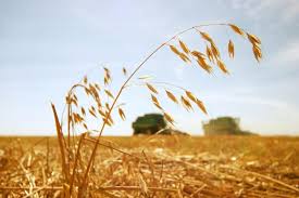 Oats