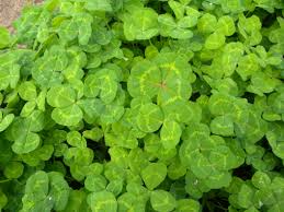 Sub Clover 1