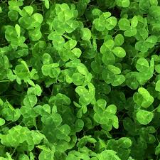 Sub Clover 2