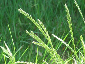 Ryegrass1